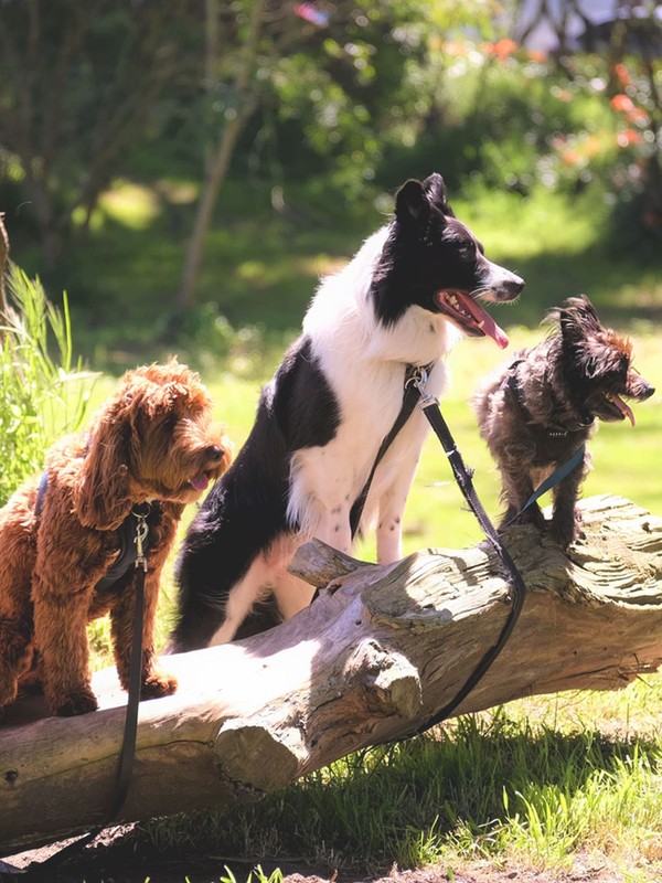 The Smart Way To Own A Pet