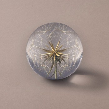 Tragopogon Paperweight