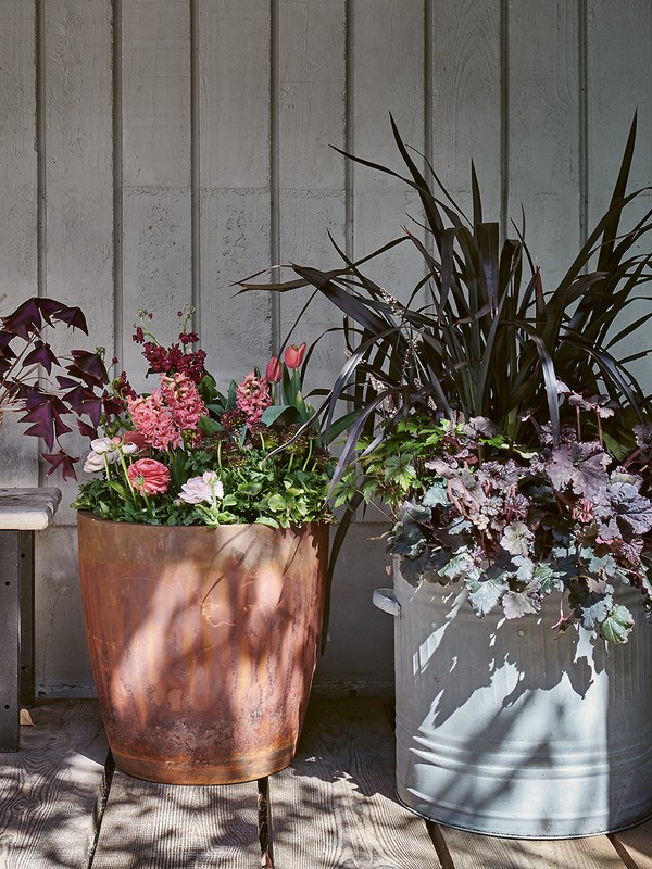 The Veg and Herbs You Can Grow At Home