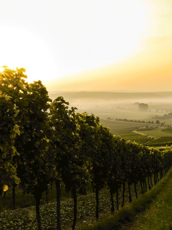 The Best Vineyards To Visit In The UK