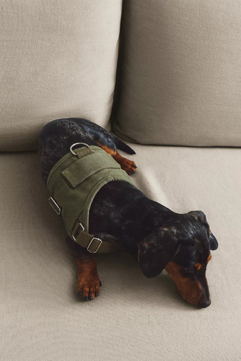 Dog Walking Harness from Zara