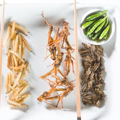 Everything You Need To Know About Edible Insects