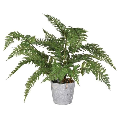 Fern In Pot