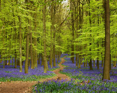 Ashridge Estate