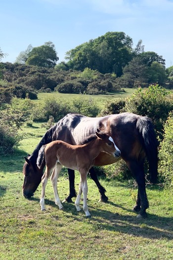 New Forest National Park, Hampshire