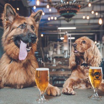 8 Dog-Friendly Pubs In London