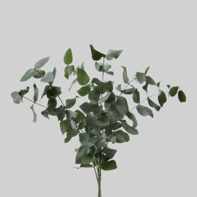 Green Cinerea Eucalyptus Foliage Stem from Flowerbx