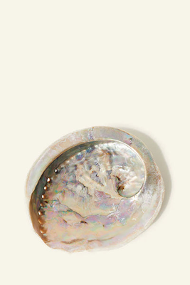 Sustainable Abalone Shell from Palm Of Feronia