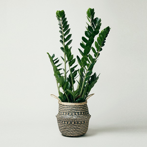 ZZ Plant from The Stem
