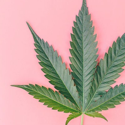 The Best CBD Supplements & Cannabis Beauty Products