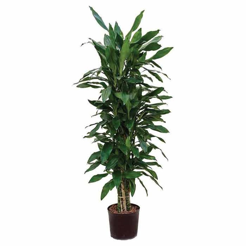 Dracaena Janet Lind - Branched - Hydroculture from Hortology