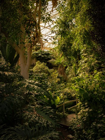 Barbican Conservatory