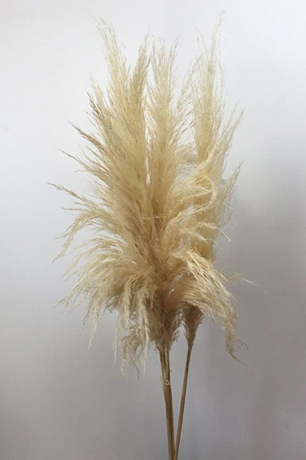 Dried Pampas Grass from Barn Florist