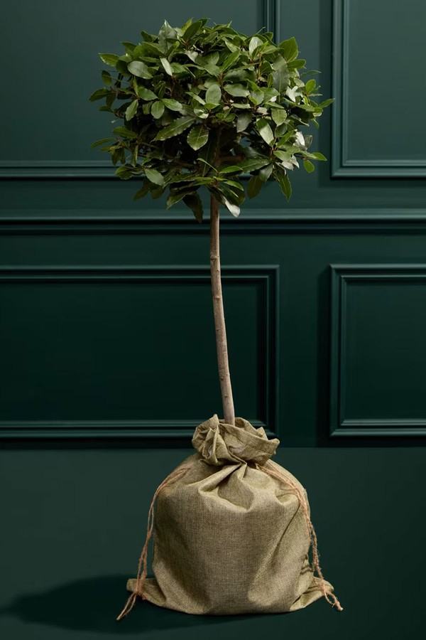 Bay Tree In Hessian Gift Bag from Marks & Spencer