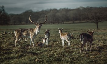 Richmond Park