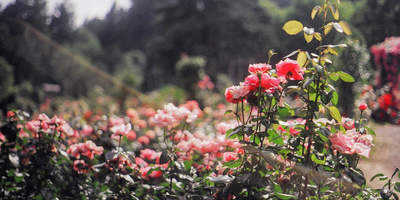 Portland International Rose Test Garden