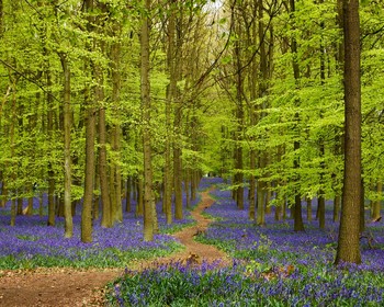 Ashridge Estate