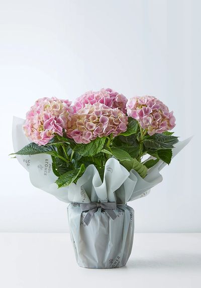 Gift Wrapped Hydrangeas from M&S