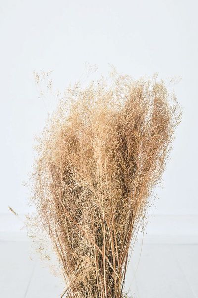 Natural Flowering Cloud Grass from Little Deer