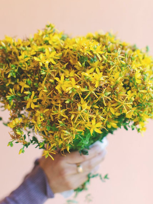 6 Things To Know Before Taking St John’s Wort For Depression
