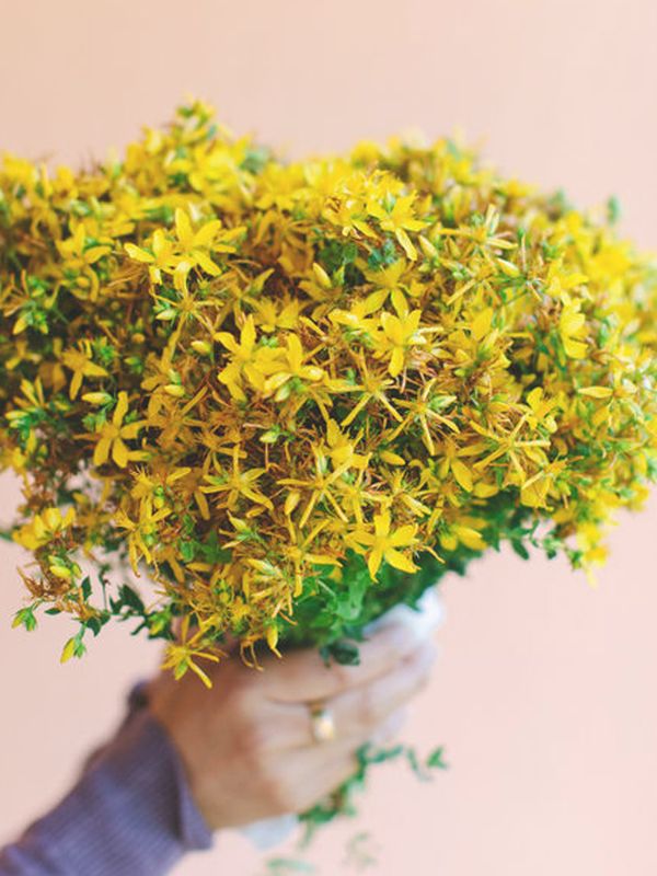 6 Things To Know Before Taking St John’s Wort For Depression