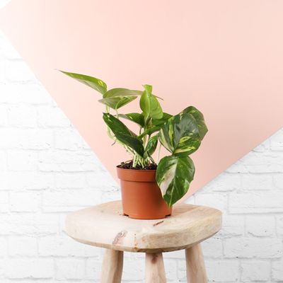 Golden Pothos, £10.99