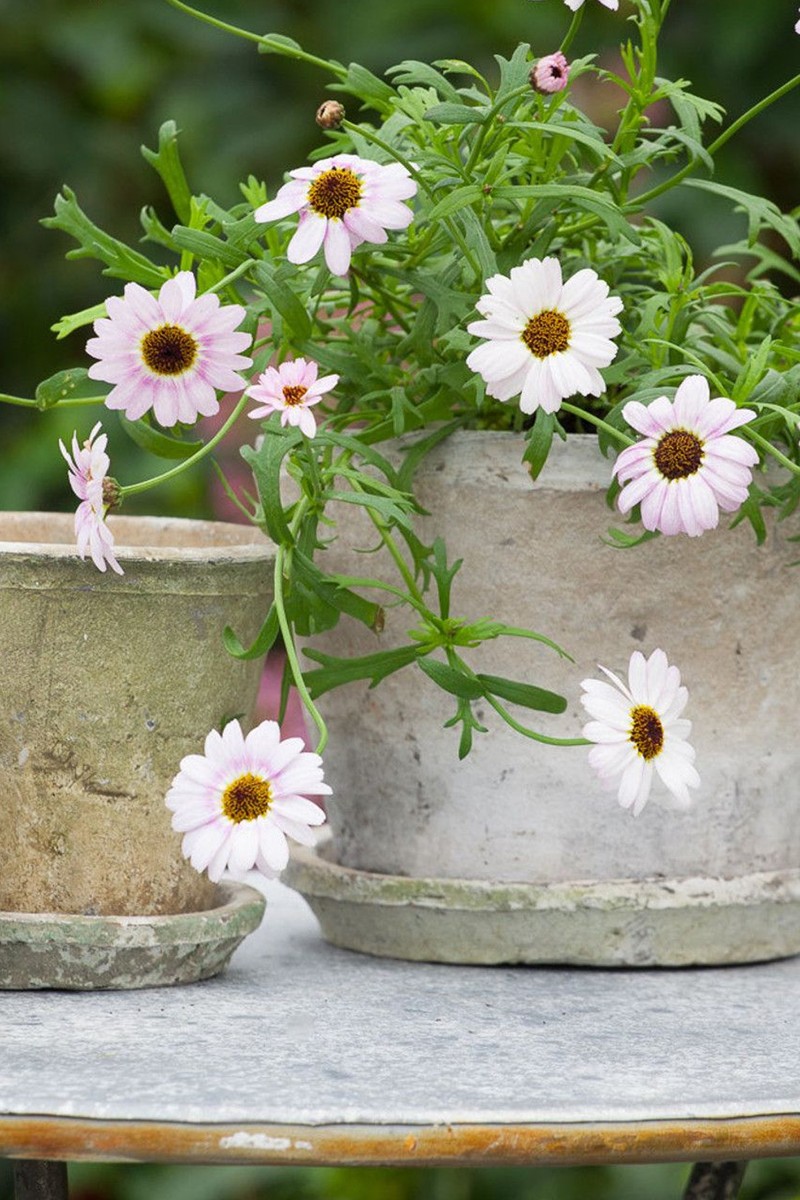 Antiqued Whitestone Pots & Saucers from Sarah Raven