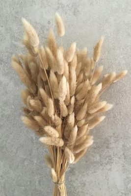 Dried Natural Bunny Tails from Everlasting Luxe