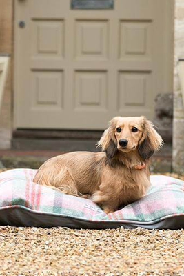 Tweed Pillow Dog Bed from Mutts & Hounds