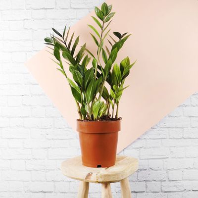 ZZ Plant, £13