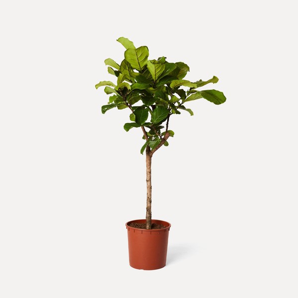 Fiddle Leaf Fig Tree from Plant Drop