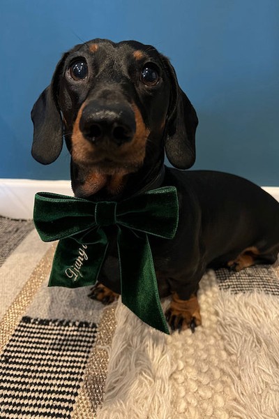 Personalised Velvet Dog Bow from Gigi & Olive