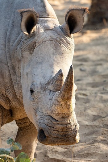 Dubai Safari Park