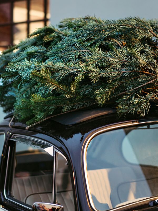  Where To Buy A Real Christmas Tree Online