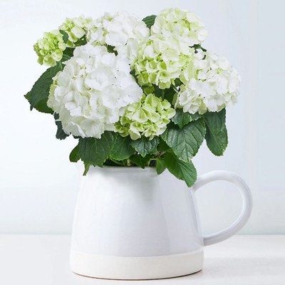 Hydrangea Jug