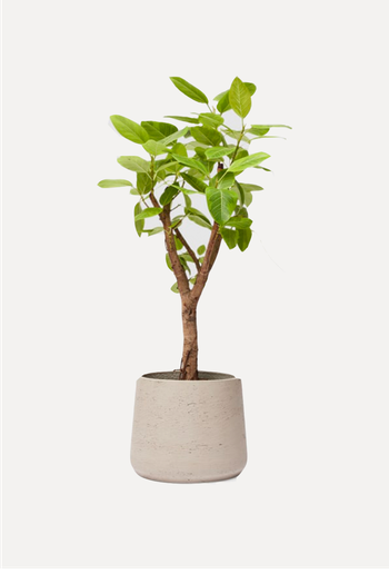 Alto - Ficus Altissima Yellow Gem  from Patch Plants