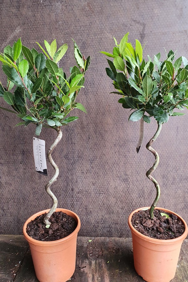 Laurus Nobilis, Standard Bay Tree from T. Derek Thursfield