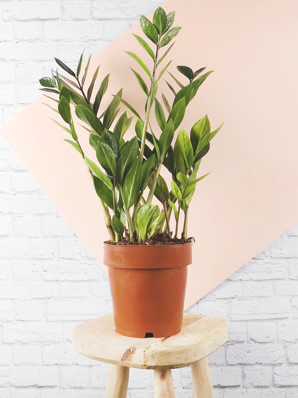 The Best Plants For Your Desk