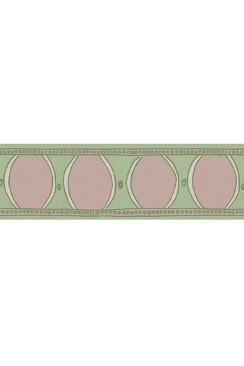 Polka Wallpaper Border - Bloomsbury from Annika Reed