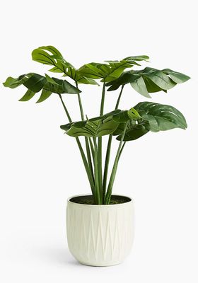 Artificial Cheese Plant in Glazed Pot  from Marks & Spencer 